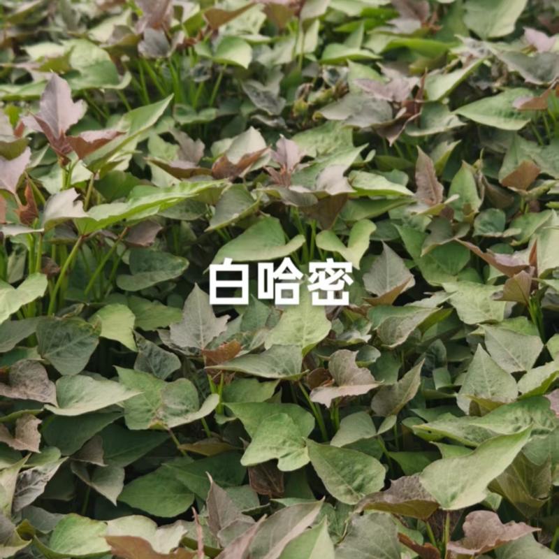 白哈密薯苗，商薯苗，烟薯苗，西瓜红，白哈密，支持视频看货