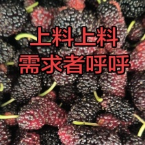 桑葚
