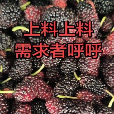 桑葚