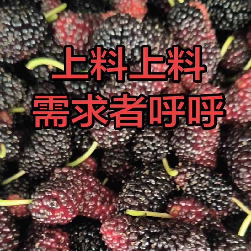 桑葚
