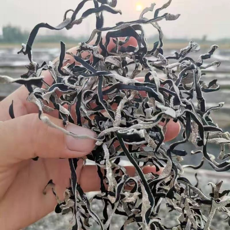 【热卖推荐】江苏徐州产地精品毛木耳木耳丝量大从优欢迎咨询