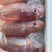 钓口黄肚鱼，徦金丝