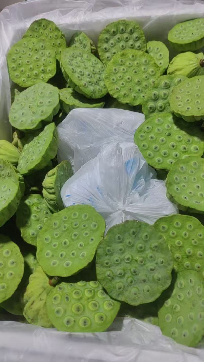 今年海南新鲜水果嫩莲蓬大量发货中基地直供全国各地