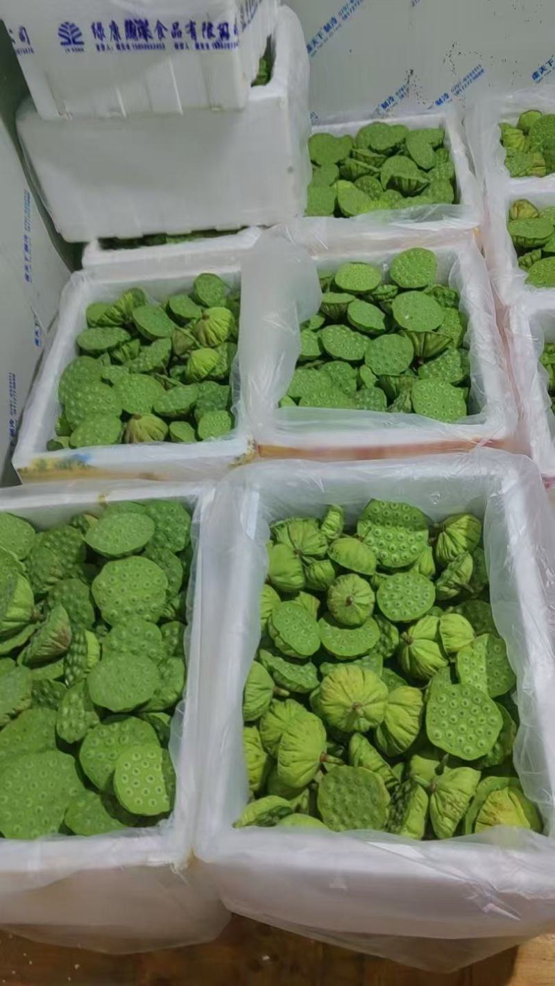今年海南新鲜水果嫩莲蓬大量发货中基地直供全国各地