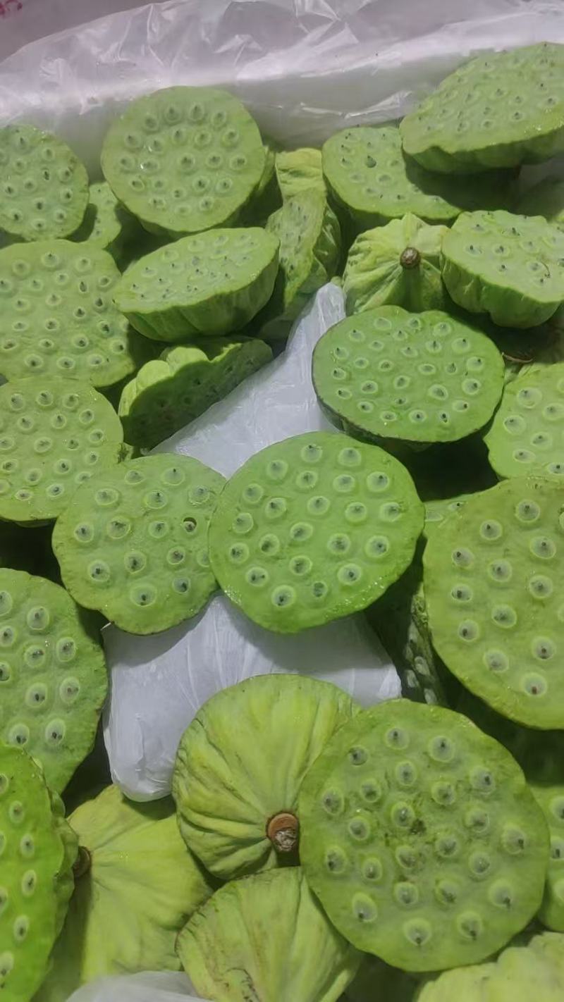 今年海南新鲜水果嫩莲蓬大量发货中基地直供全国各地