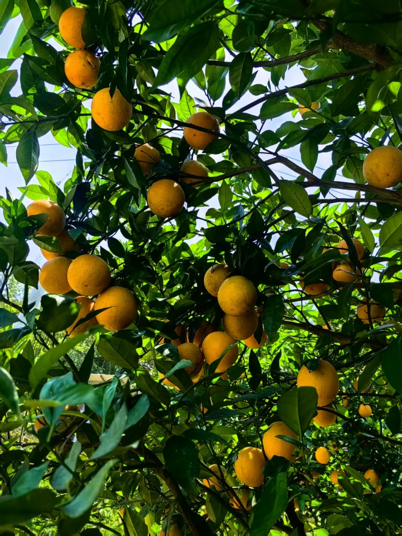 夏橙大量上市产地直发欢迎来电咨询下单