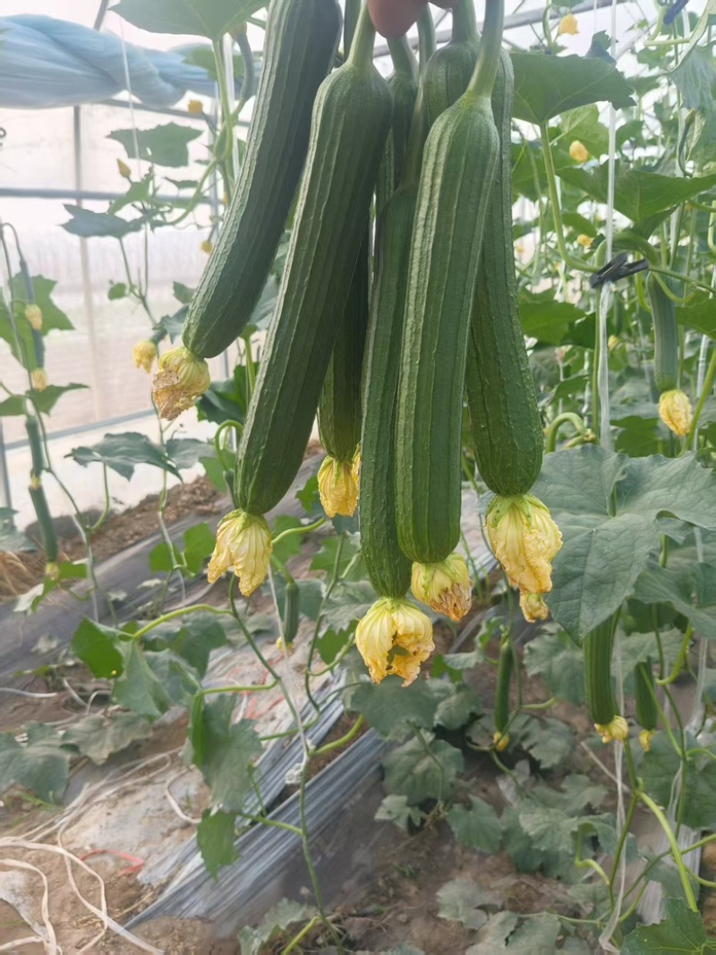 大量供应丝瓜市场货电商均可有需要的联系