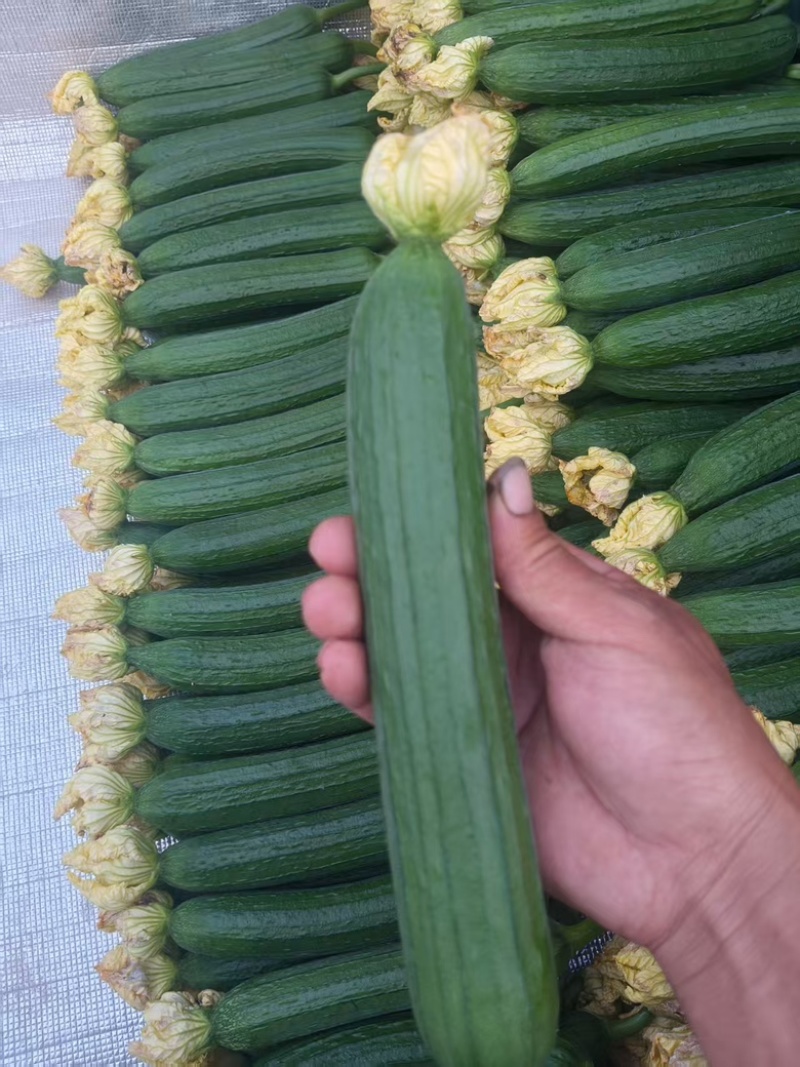 大量供应丝瓜市场货电商均可有需要的联系