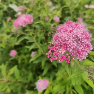 江苏金山绣线菊金焰绣线菊规格齐全苗圃直销