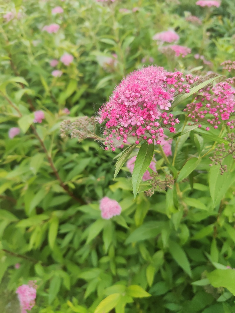 江苏金山绣线菊金焰绣线菊规格齐全苗圃直销