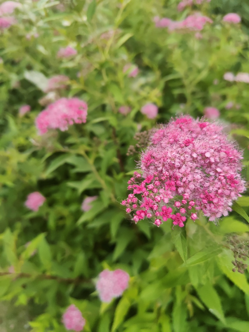 江苏金山绣线菊金焰绣线菊规格齐全苗圃直销