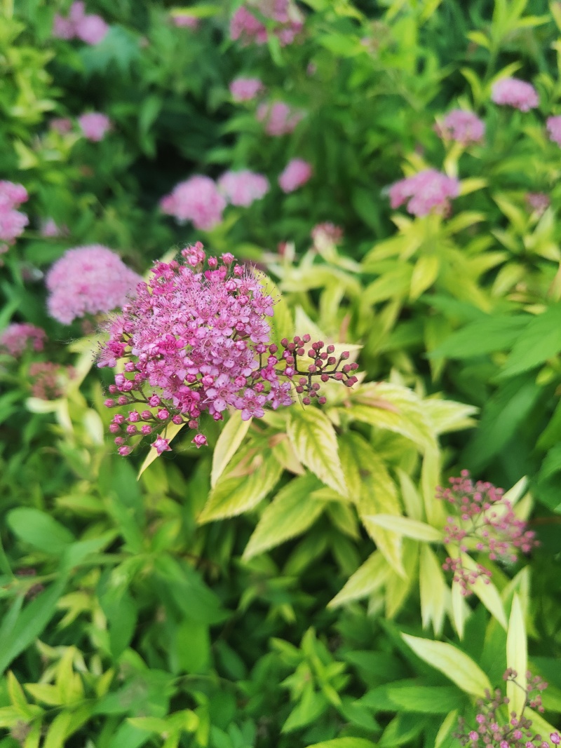 江苏金山绣线菊金焰绣线菊规格齐全苗圃直销