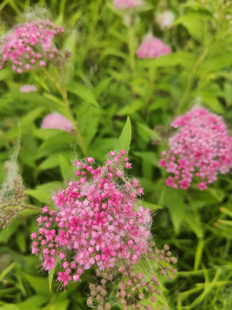 江苏金山绣线菊金焰绣线菊规格齐全苗圃直销