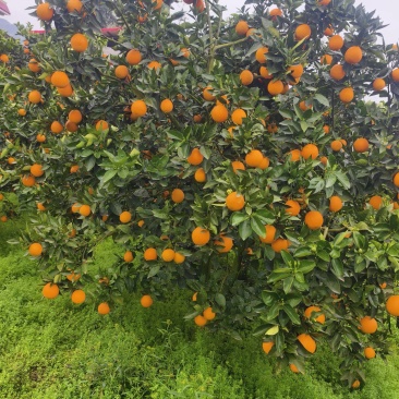 【热卖中】夏橙/湖南夏橙/江永夏橙/电商团购质量三包