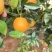 【热卖中】夏橙/湖南夏橙/江永夏橙/电商团购质量三包