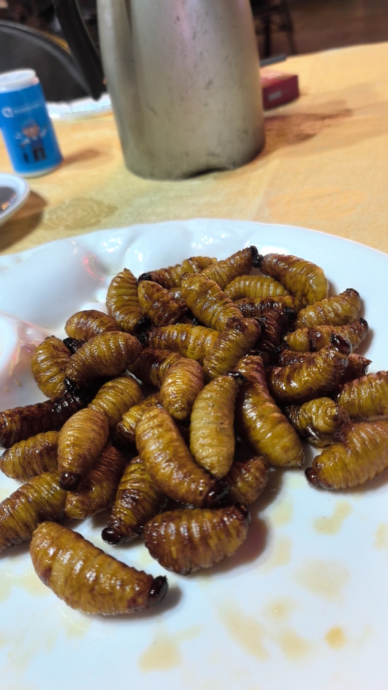 广东竹笋虫，鲜活竹笋虫，产地直发，可大量走货，欢迎来电