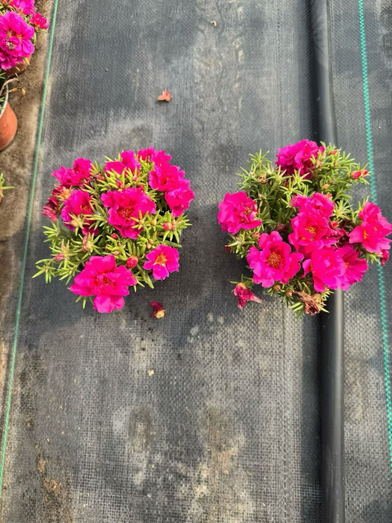 观花植物太阳花120杯、190杯，基地有量，欢迎来订购。