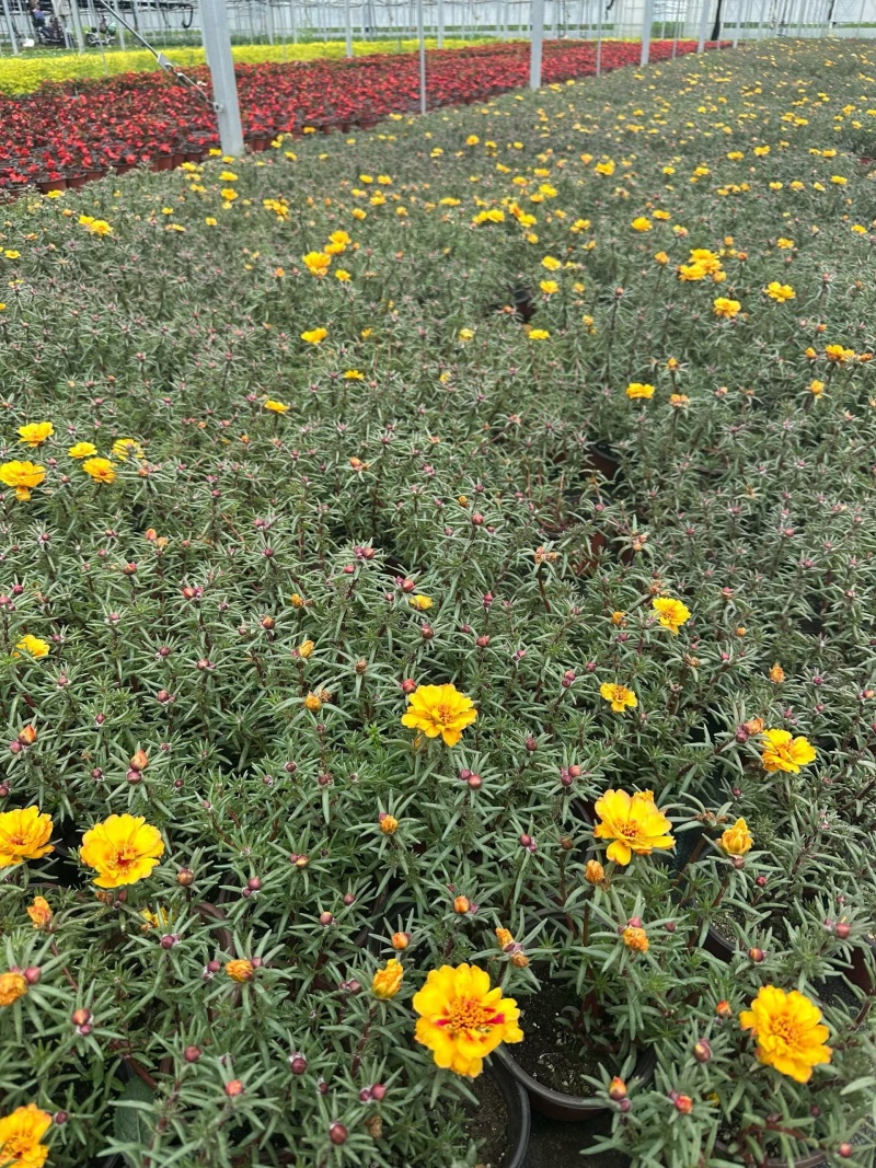 观花植物太阳花120杯、190杯，基地有量，欢迎来订购。