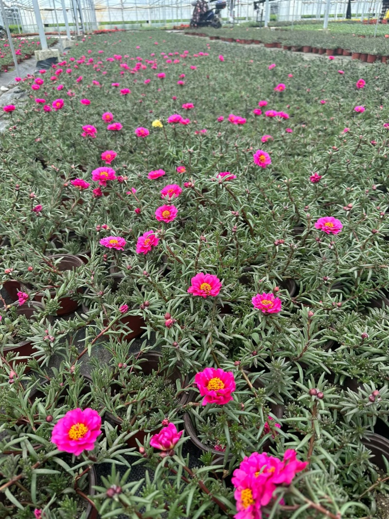 观花植物太阳花120杯、190杯，基地有量，欢迎来订购。