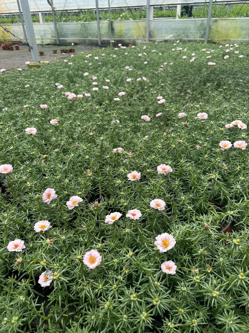 观花植物太阳花120杯、190杯，基地有量，欢迎来订购。