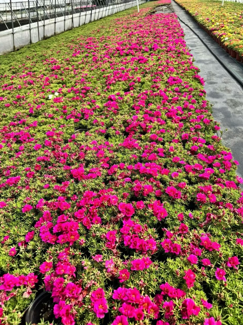 观花植物太阳花120杯、190杯，基地有量，欢迎来订购。