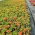 观花植物太阳花120杯、190杯，基地有量，欢迎来订购。