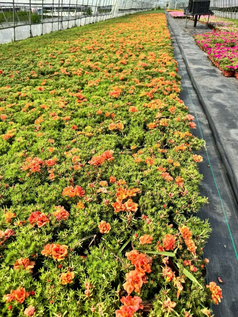 观花植物太阳花120杯、190杯，基地有量，欢迎来订购。