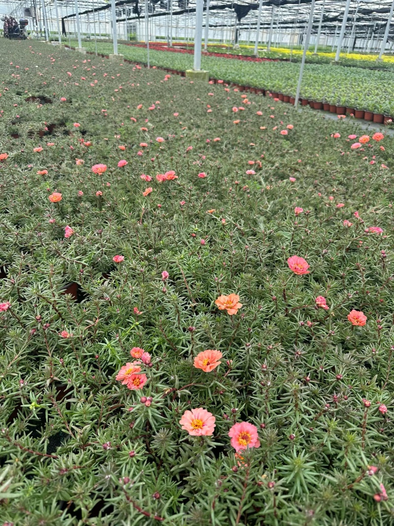 观花植物太阳花120杯、190杯，基地有量，欢迎来订购。