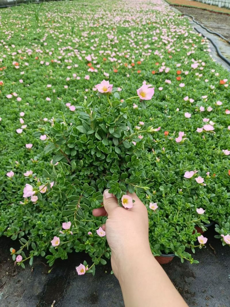 观花植物太阳花120杯、190杯，基地有量，欢迎来订购。