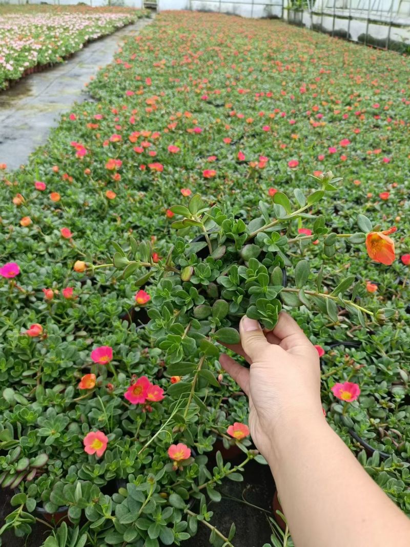 观花植物太阳花120杯、190杯，基地有量，欢迎来订购。