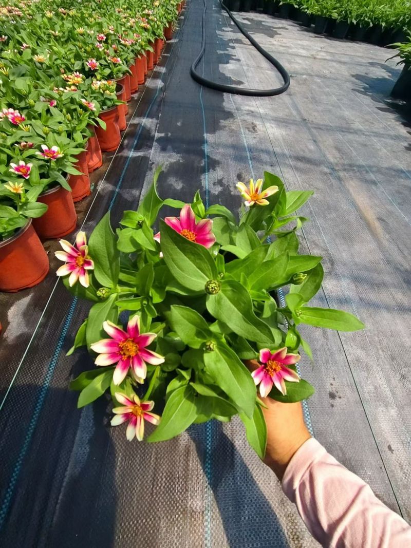 观花植物百日草180杯，基地有量，欢迎来一亩田订购