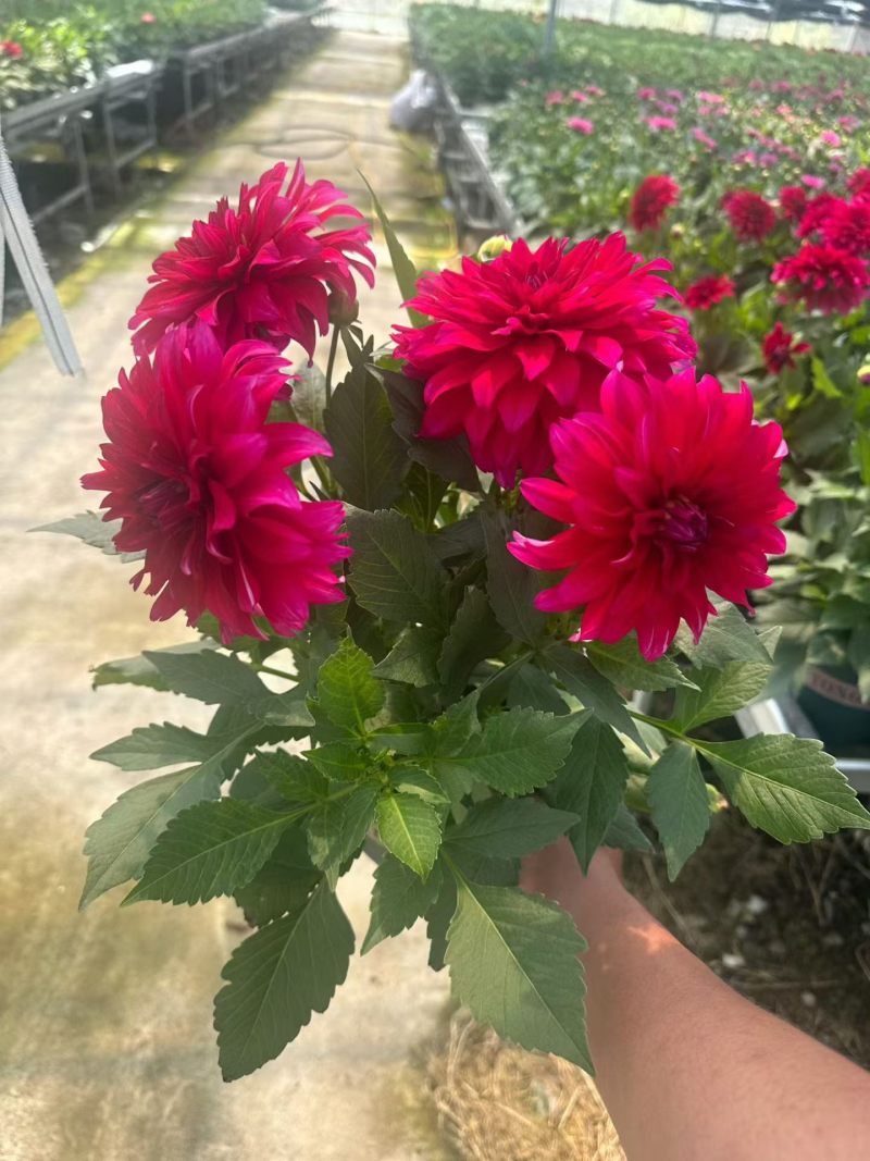观花植物大丽花1加仑，红色、黄色、玫红色，有量，欢迎来订