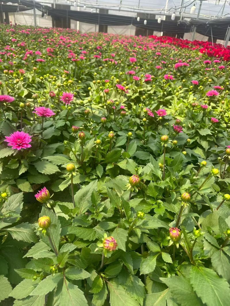 观花植物大丽花1加仑，红色、黄色、玫红色，有量，欢迎来订