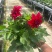 观花植物大丽花1加仑，红色、黄色、玫红色，有量，欢迎来订