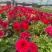 观花植物大丽花1加仑，红色、黄色、玫红色，有量，欢迎来订