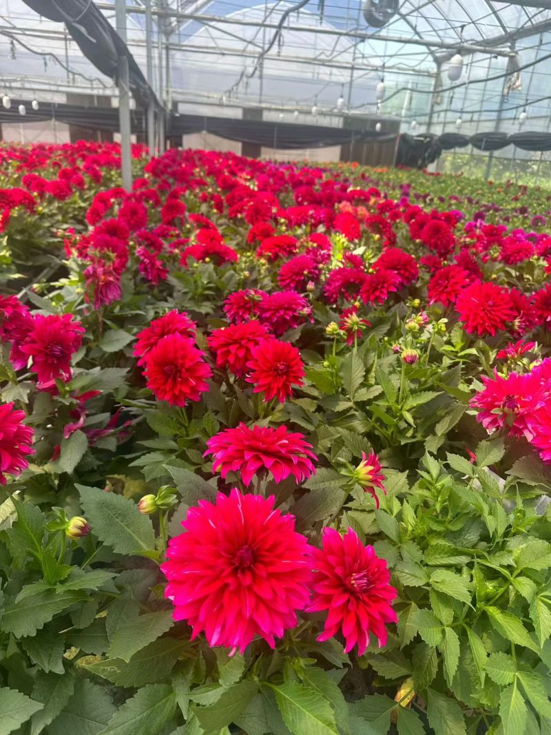 观花植物大丽花1加仑，红色、黄色、玫红色，有量，欢迎来订