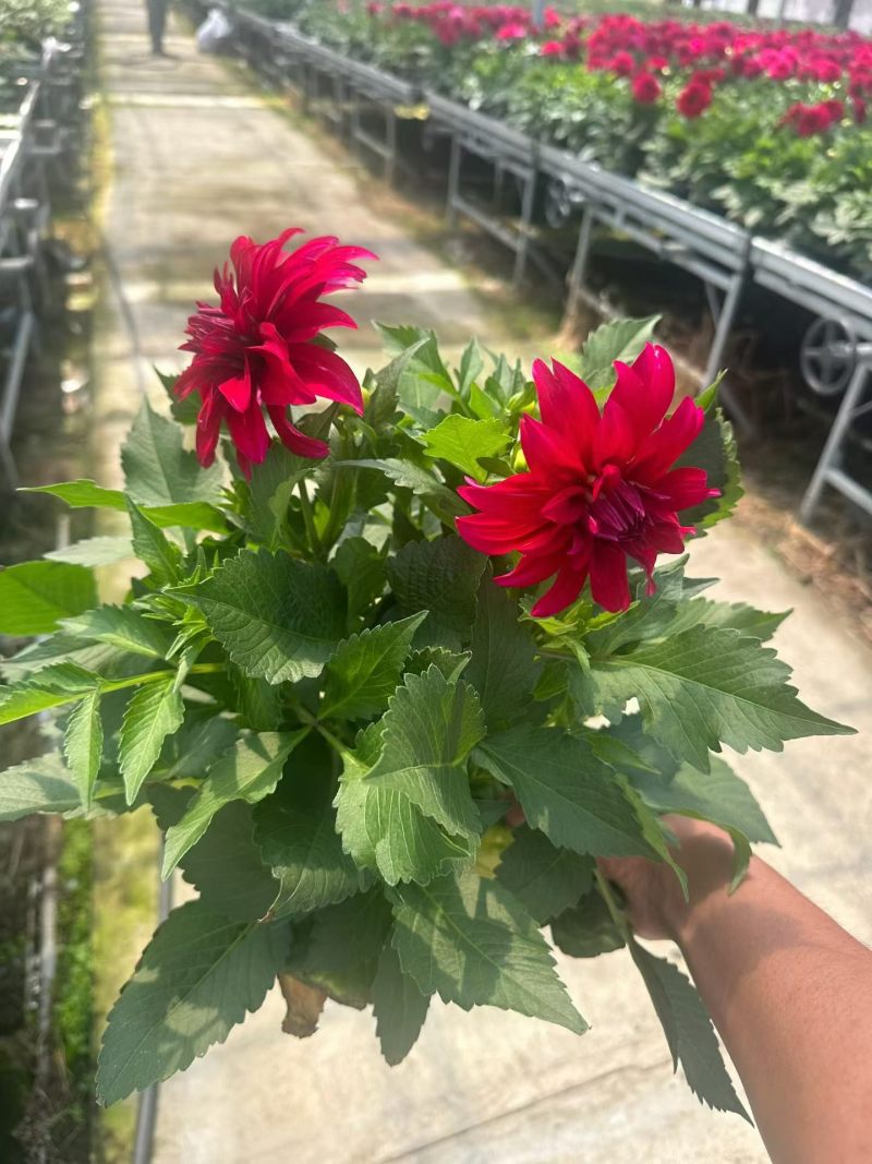 观花植物大丽花1加仑，红色、黄色、玫红色，有量，欢迎来订