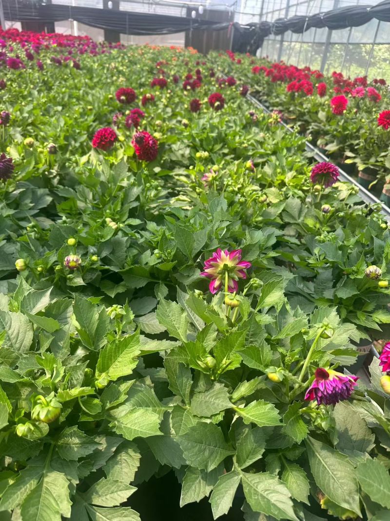 观花植物大丽花1加仑，红色、黄色、玫红色，有量，欢迎来订