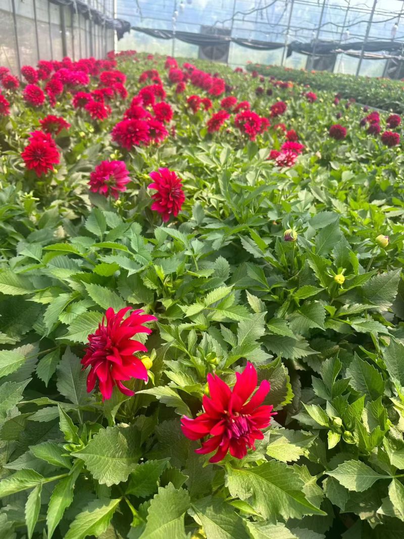 观花植物大丽花1加仑，红色、黄色、玫红色，有量，欢迎来订