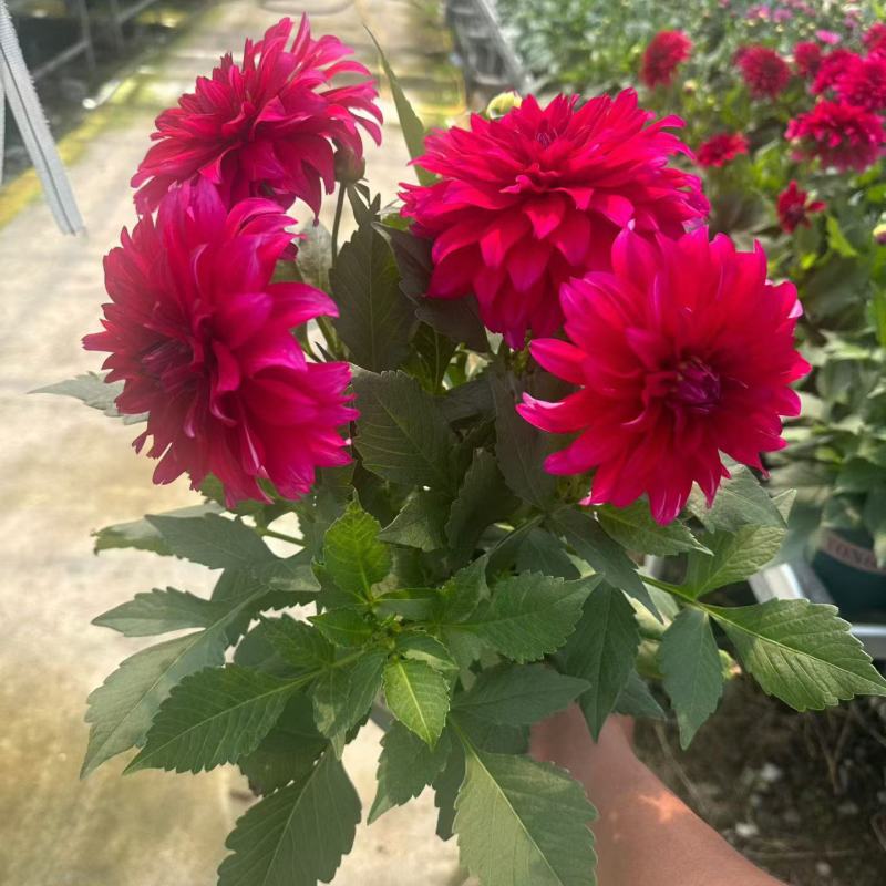 观花植物大丽花1加仑，红色、黄色、玫红色，有量，欢迎来订