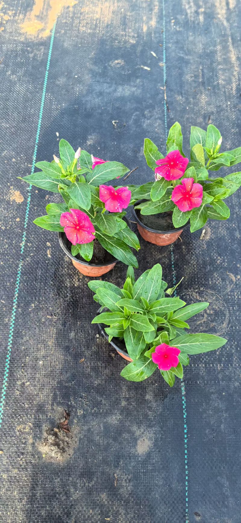 观花植物长春花120杯，基地有量，欢迎来一亩田订购。