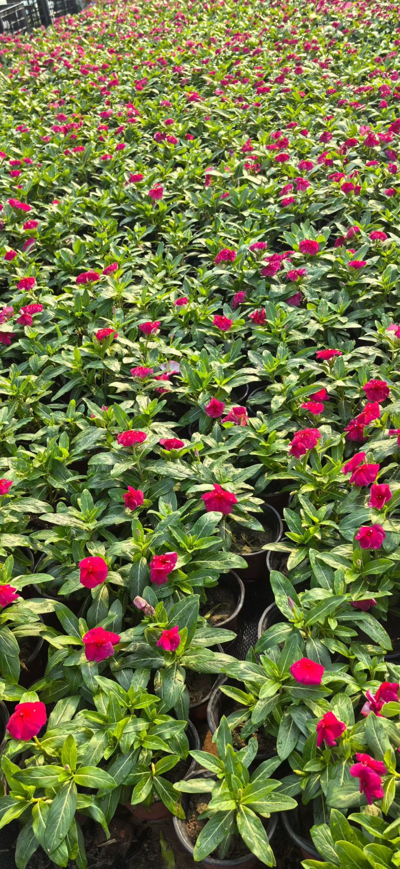 观花植物长春花120杯，基地有量，欢迎来一亩田订购。