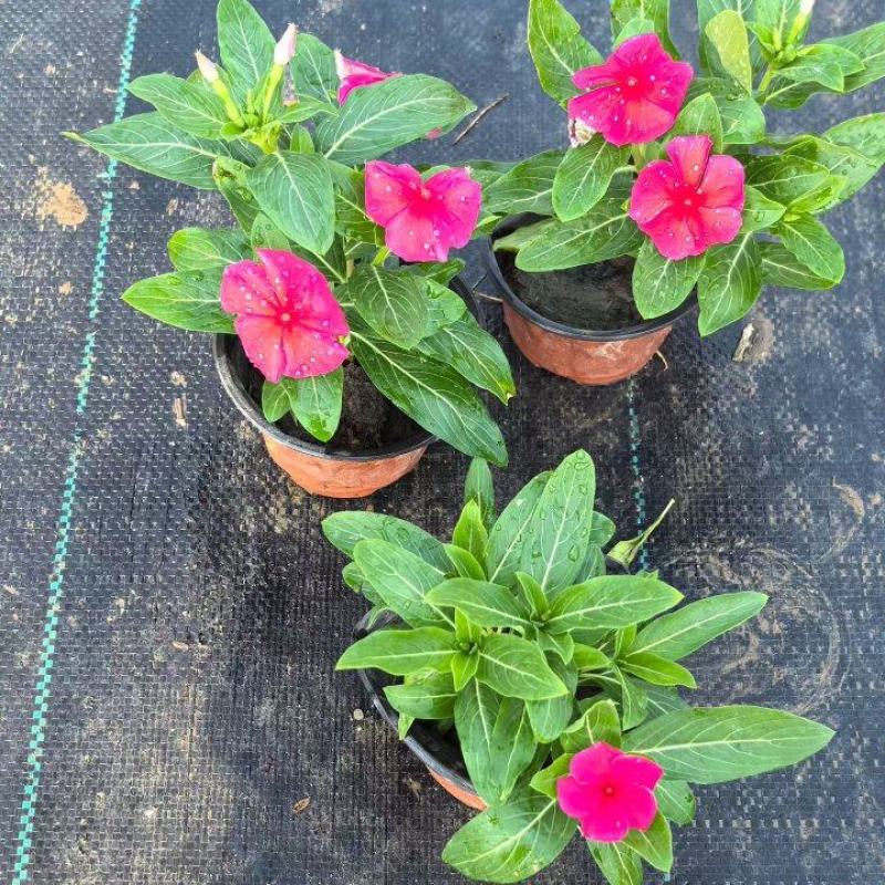 观花植物长春花120杯，基地有量，欢迎来一亩田订购。