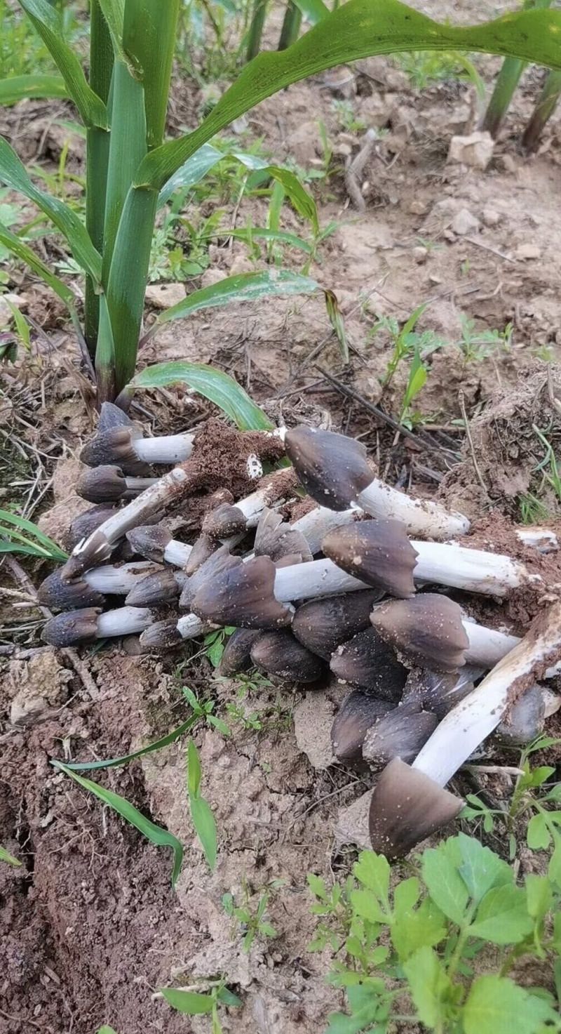 鸡枞菌