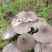 鸡枞菌