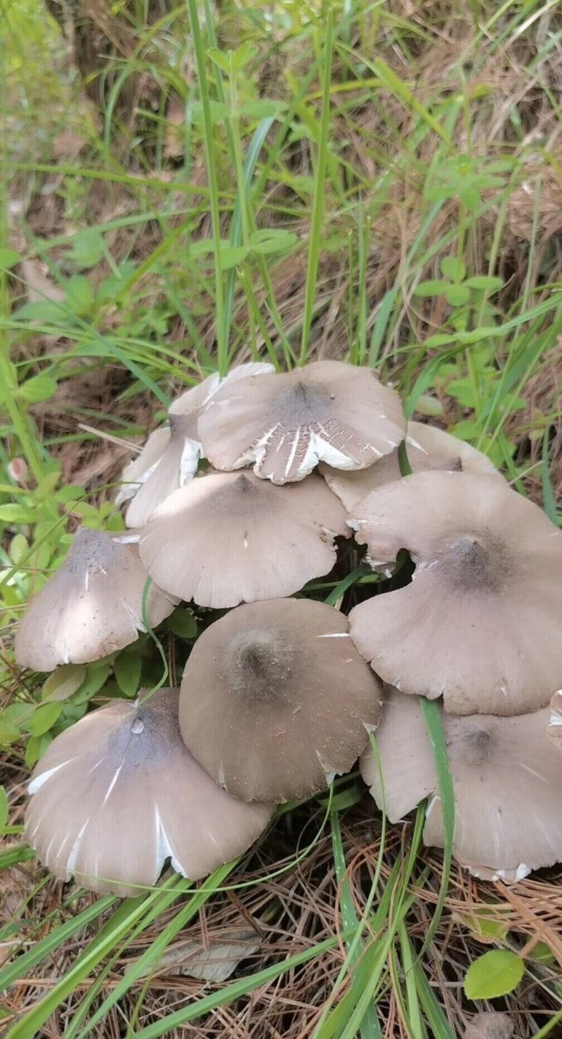 鸡枞菌
