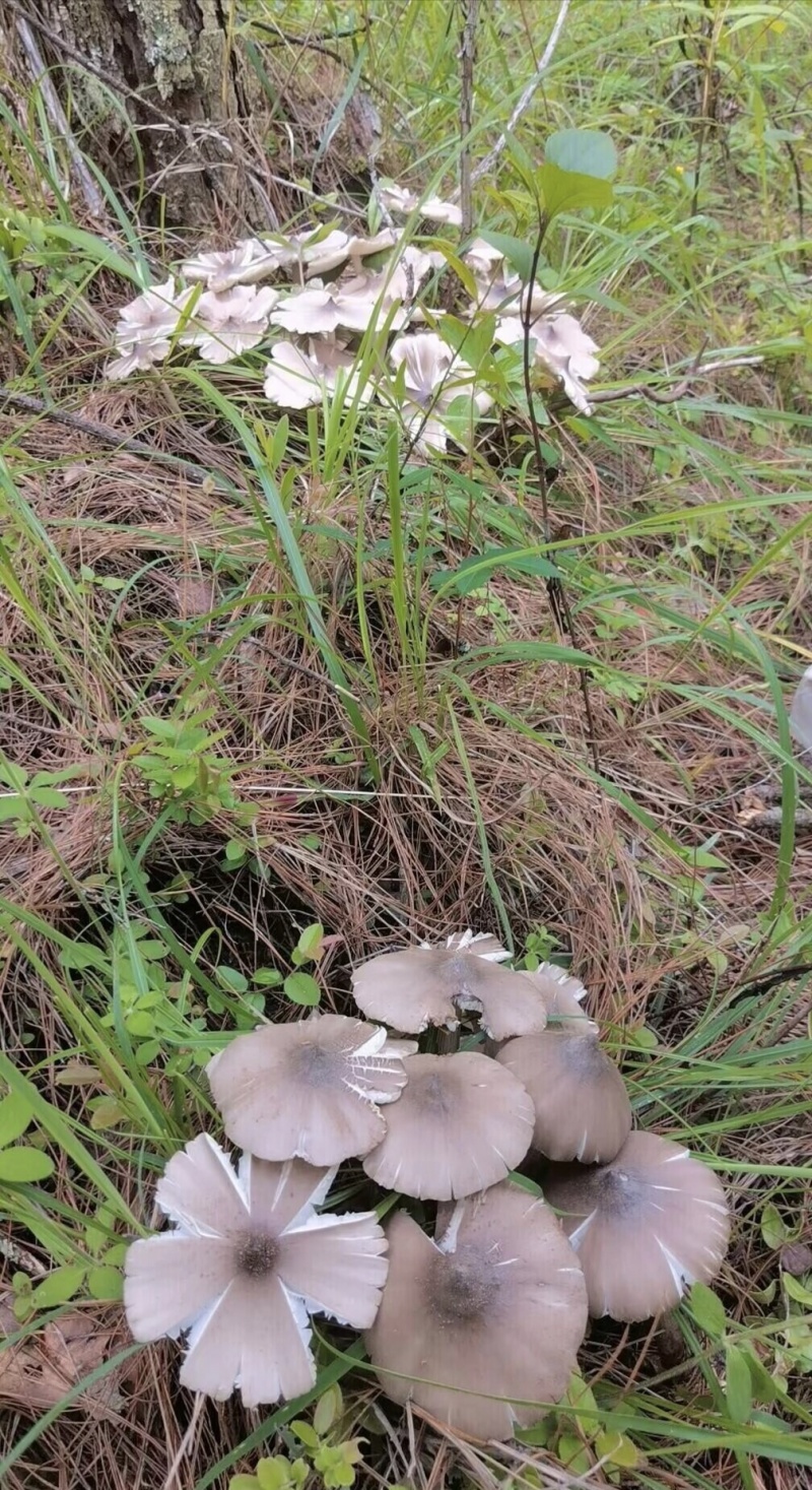 鸡枞菌