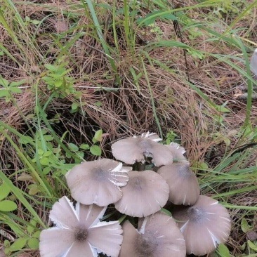 鸡枞菌