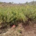 油松苗大量供应基地直供一手货源品质保证诚信经营