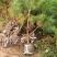 油松苗大量供应基地直供一手货源品质保证诚信经营